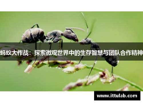 蚂蚁大作战:探索微观世界中的生存智慧与团队合作精神