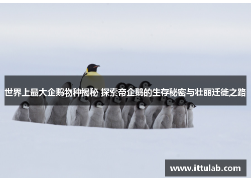 世界上最大企鹅物种揭秘 探索帝企鹅的生存秘密与壮丽迁徙之路
